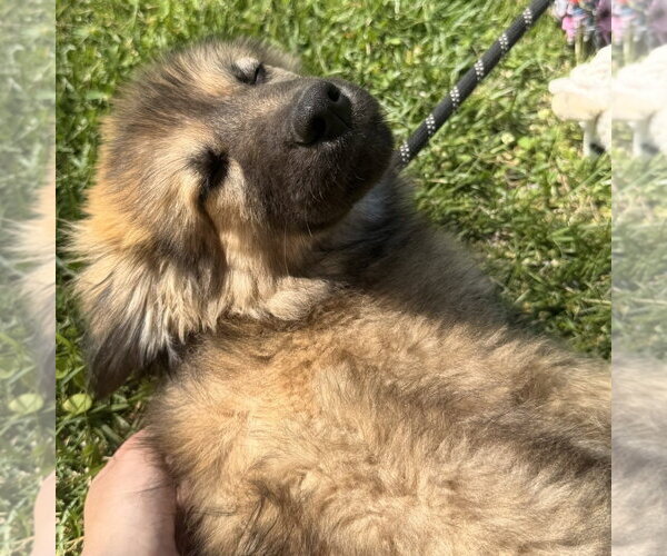 Medium Photo #2 German Shepherd Dog-Great Pyrenees Mix Puppy For Sale in Yardley, PA, USA