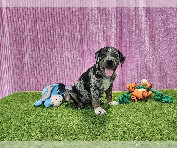 Medium Photo #3 Catahoula Leopard Dog Puppy For Sale in CUMBY, TX, USA