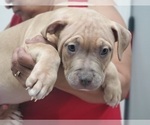 Small Photo #4 American Bully Puppy For Sale in BRONX, NY, USA