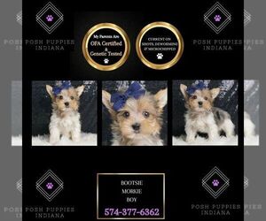 Morkie Puppy for sale in WARSAW, IN, USA