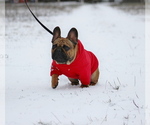 Small #7 French Bulldog