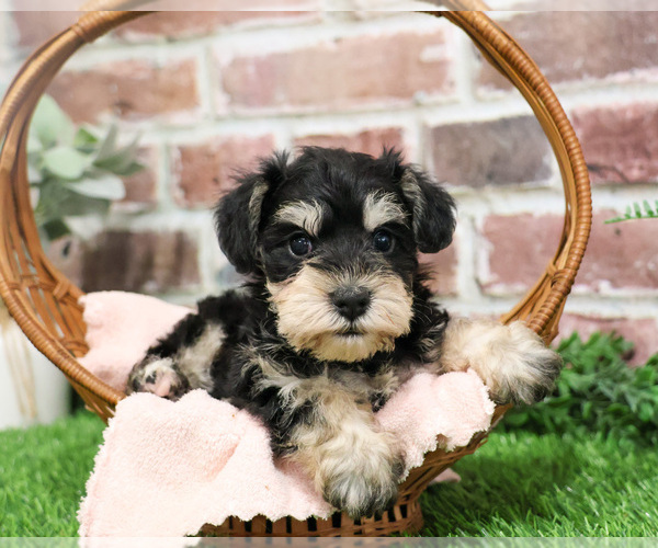Medium Photo #3 Schnauzer (Miniature) Puppy For Sale in SYRACUSE, IN, USA
