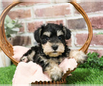 Small #2 Schnauzer (Miniature)