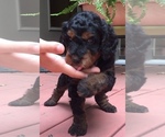 Small Photo #11 Springerdoodle Puppy For Sale in MADISON, WI, USA