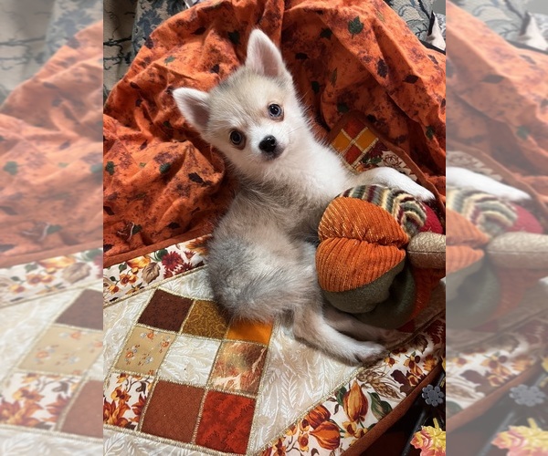 Medium Photo #7 Pomsky Puppy For Sale in GOLDEN VALLEY, AZ, USA