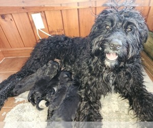 Mother of the Bouvier Des Flandres puppies born on 03/16/2024