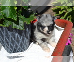 Small #1 Pomeranian