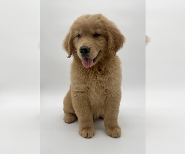Medium Photo #7 Golden Retriever Puppy For Sale in OCALA, FL, USA