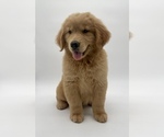 Small Photo #7 Golden Retriever Puppy For Sale in OCALA, FL, USA