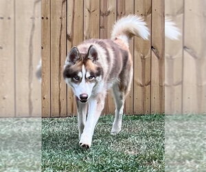 Timber - Male Siberian Husky Dog for Adoption - Photo #3