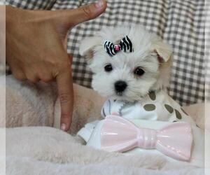 Pomeranian Puppy for sale in PEMBROKE PINES, FL, USA