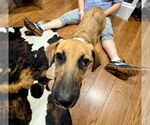 Small #2 Great Dane Mix