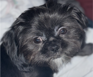 Mother of the Shih Tzu puppies born on 06/13/2025
