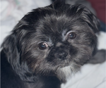 Small Photo #1 Shih Tzu Puppy For Sale in BLUFFTON, SC, USA