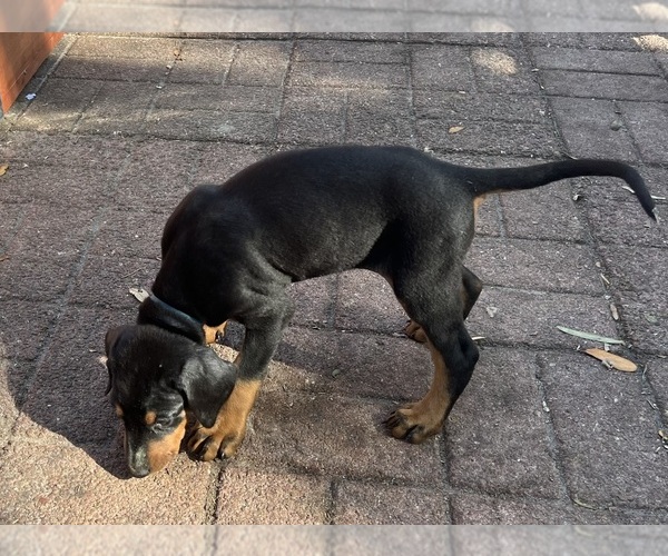 Medium Photo #1 Doberman Pinscher Puppy For Sale in INDIANTOWN, FL, USA