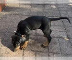 Small Photo #1 Doberman Pinscher Puppy For Sale in INDIANTOWN, FL, USA
