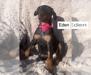 Doberman Pinscher Puppy for sale in POMEROY, OH, USA