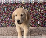 Small #5 Golden Retriever