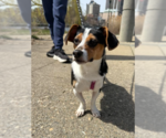 Small #4 Dachshund Mix