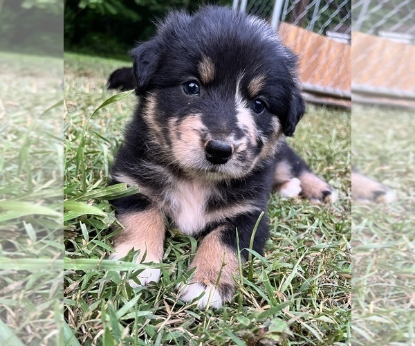 Medium Photo #2 Australian Shepherd Puppy For Sale in MEHERRIN, VA, USA
