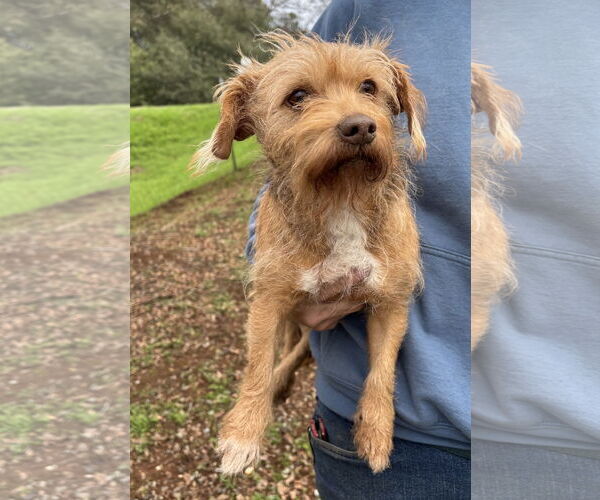 Medium Photo #2 Mutt Puppy For Sale in Milpitas, CA, USA