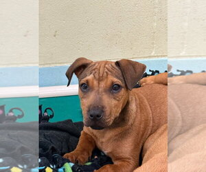 Zuma-in a foster home - Male Mutt Dog for Adoption - Photo #3