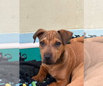 Small Photo #3 Mutt Puppy For Sale in South Bend, IN, USA