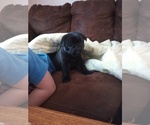 Puppy Black female Pug
