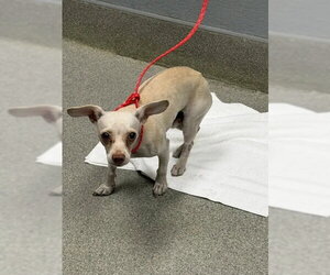 Chihuahua-Unknown Mix Dogs for adoption in Las Vegas, NV, USA