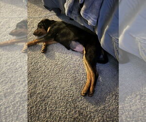Beagle-German Shepherd Dog Mix Dogs for adoption in Aurora, IN, USA