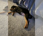 Small Beagle-German Shepherd Dog Mix