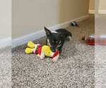 Small #7 Jack-Rat Terrier
