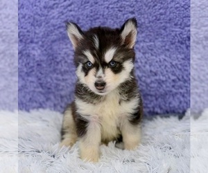 Siberian Husky Puppy for sale in SANDY HOOK, KY, USA