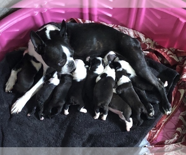 Medium Photo #3 Boston Terrier Puppy For Sale in BROOMFIELD, CO, USA