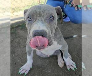 American Pit Bull Terrier Dogs for adoption in Bakersfield, CA, USA
