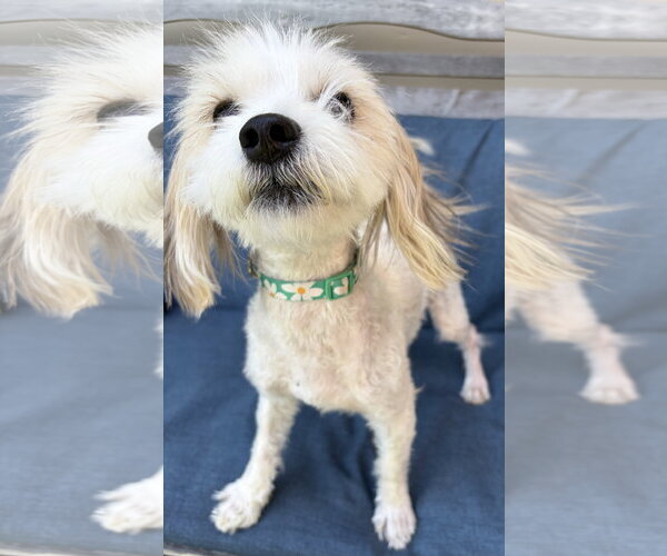 Medium Photo #2 Hava-Apso Puppy For Sale in San Jose, CA, USA