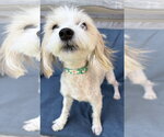 Small #1 Hava-Apso