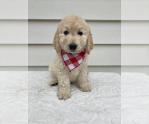 Goldendoodle-Poodle (Standard) Mix Puppy for sale in ORLANDO, FL, USA