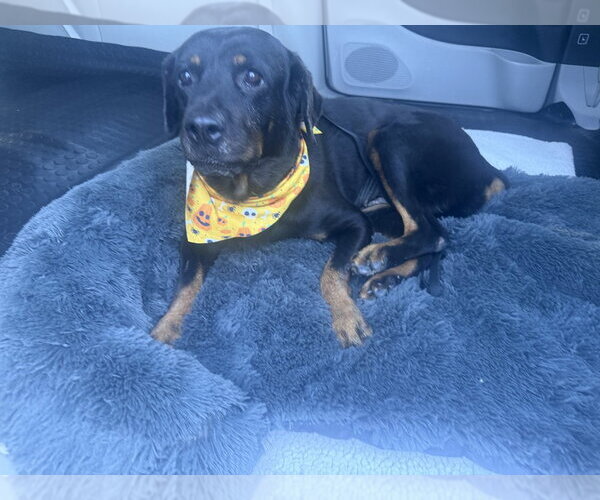 Medium Photo #3 Rottweiler Puppy For Sale in Gilbert, AZ, USA