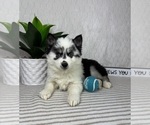 Small #2 Pomsky