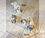 Litter of 2 - Male Shih TzuLitter of Puppies for Sale - Photo #6
