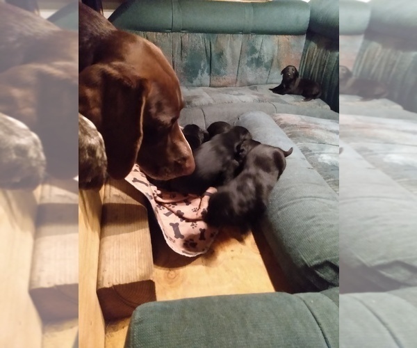 Medium Photo #11 Belgian Malinois-German Shorthaired Pointer Mix Puppy For Sale in SALINAS, CA, USA
