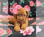 Small Photo #6 Poodle (Toy) Puppy For Sale in NEW HOLLAND, PA, USA