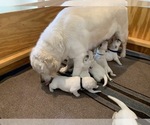Image preview for Ad Listing. Nickname: Litter of 10