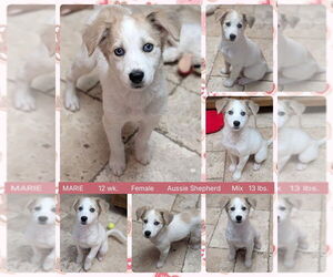 Medium Australian Shepherd Mix