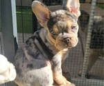 Small #6 French Bulldog