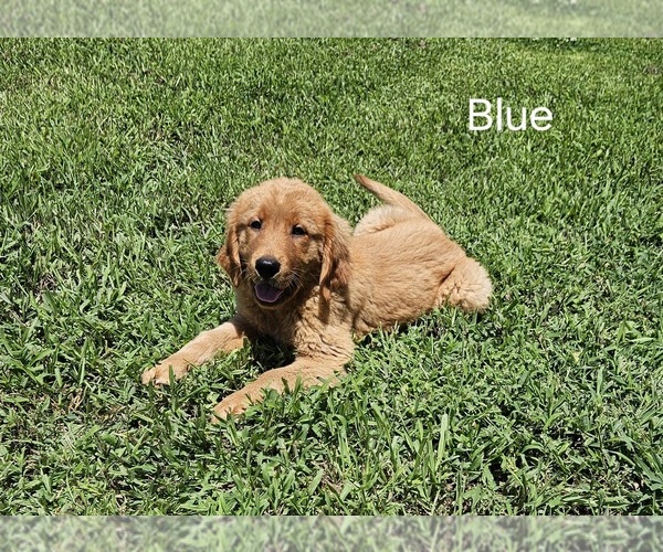 Medium Photo #6 Golden Retriever Puppy For Sale in MORRILL, KS, USA