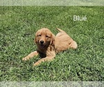 Small Photo #6 Golden Retriever Puppy For Sale in MORRILL, KS, USA