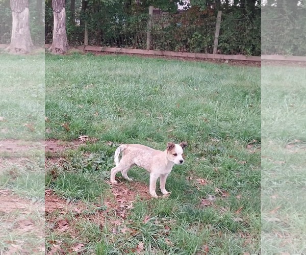 Medium Photo #1 Mutt Puppy For Sale in Garden City, NY, USA