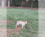 Small Mutt